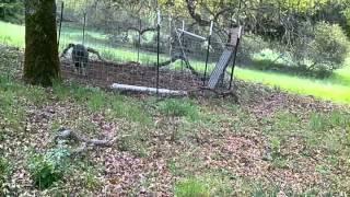 Wild Russian Boar Trapped