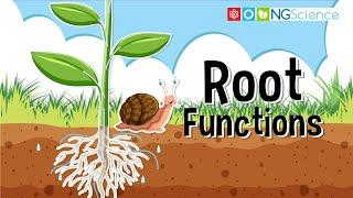 Root Functions