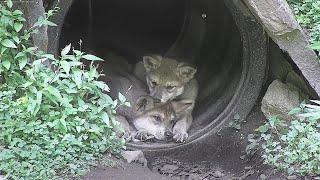 Adorable Pair of Endangered Wolf Pups 