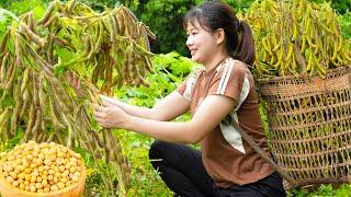 Harvest Soybeans & Cook stir-fried soybeans with minced meat Go to market sell | Harvest and sell