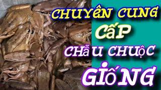 Chuyên Cung cấp Chẫu Chuộc giống (Chẫu Chuộc bố mẹ)