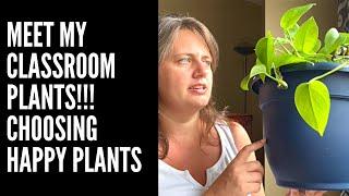 Meet my classroom plants! Tips on choosing the best plants for your class room, and suggestions