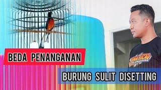 murai sulit disetting segala cara sudah ditempuh!! coba cara ini...