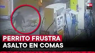 Comas: perro guardián se enfrenta a ladrones y frustra asalto a trabajadora de grifo