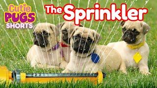 The Sprinkler | Cutie Pugs | Animals for Kids