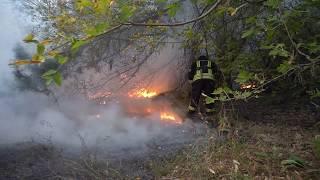 Петриківський район: вогнеборці ліквідують займання у лісовому масиві