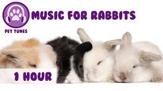 Music for Rabbits! Music to Relax Rabbits, Happy Bunny Music!