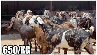 650/KG Big Gujri, Ajmera Khassi Bakre at Sanjari Goat Farm Padgha