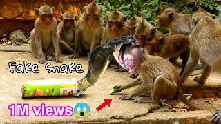 Real Monkeys fake Snake PrankvsVery Funny Clip Prank Monkey Babie