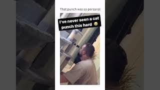 That punch was so personal. Throwing paws  #clipstv #funny #cat #paws