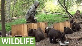 Activist documents feeding time routine for orphaned bear cubs