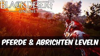 BDO / Black Desert Online - Pferde & Abrichten leveln | Guide [Deutsch / German]