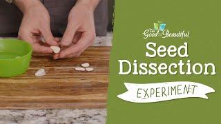 Seed Dissection Experiment | Botany | The Good and the Beautiful