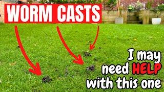 The most annoying thing about AUTUMN LAWN CARE - Worm Casts