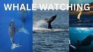 "Top 13 Breathtaking Whale Watching Destinations Around the World | Journey Junction"