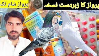 kabootar udane ka nuskha | parwazi nuskha | kabootar bazi nuskha | kabutar idea