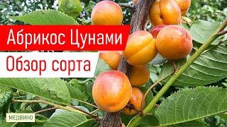 Ранний абрикос Цунами: обзор сорта