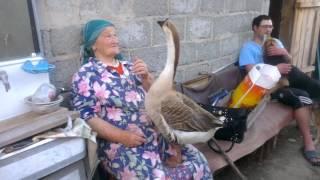 бабушка и ручной гусь (grandma and domestic goose)