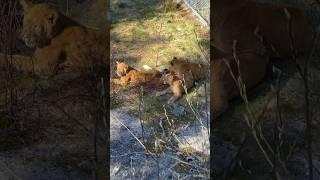 Lion cubs  UP CLOSE