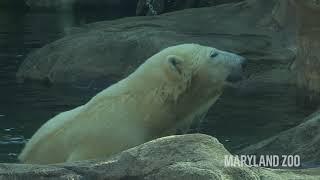 Polar Bears Neva & Amelia Gray Debut at the Maryland Zoo