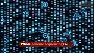 Whole genome sequencing (WGS)