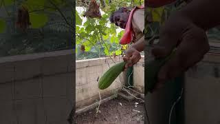 Roz khao tori #garden #myveggiegarden #homegardening #happy #vegetables #vegegarden #fruit #flute