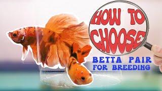 How to Choose Betta Fish Pairs for Successful Breeding