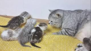 Super caring dad cat kisses mom cat and his meowing kittens