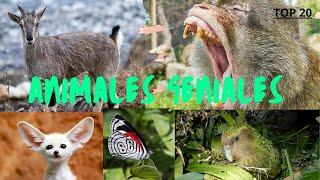 Los animales más geniales del mundo  #top20