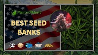 5 Best Seed Banks for 2024 | Top Cannabis Seed Banks Reviewed