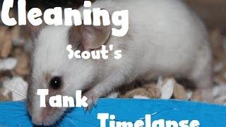 Cleaning Scout The Mouse's Cage Timelapse