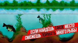 СПУСТИЛИ ВОДОЕМ и ПОСМОТРЕЛИ где находится РЫБА!  ГДЕ можно ПОЙМАТЬ  МНОГО КАРПА?