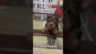 Yorkie Poo puppies! #yorkiepuppy #yorkshire