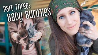 PART 3: Raising baby rabbits - feeding, weaning, & rebreeding the doe