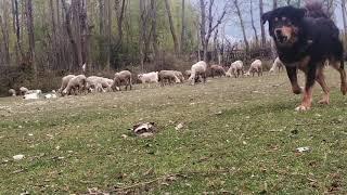 Himalayan sheep dog #PROTECTOR