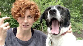 Different animal communication Methods in my backyard from Danielle MacKinnon (animal communicator)