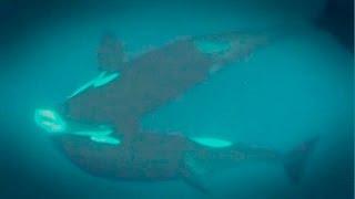 Great White Shark Mauled By Killer Whales | Abalone Wars S4