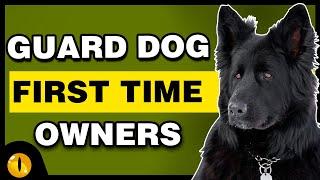 TOP 10 GUARD DOGS FOR FIRST TIME OWNERS