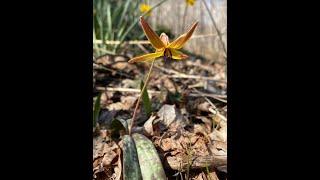 Trout Lily (Erythronium americanum)