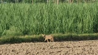 Golden jackal | jackal sound|