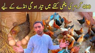 400g Golden Female at Bhai Ali Poultry point | Golden Misri Poultry Farming business in Pakistan