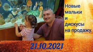 Наши новые мальки дискусов и продажа дискусов 21.10.2021#дискусы#discus#продажадискусов#мальки