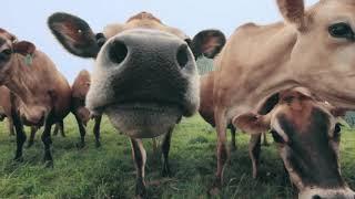 Fitness Trackers on Cows? | Organic Valley