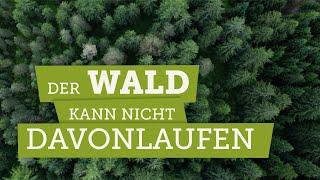 Wie geht es dem Wald im Klimawandel?