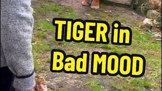 Atilla the tiger in bad mood ! - Part 2