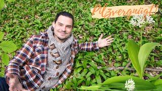 Der Bärlauch im Portrait: Naturheilmittel, Wildgemüse und STEINPILZANZEIGER?!