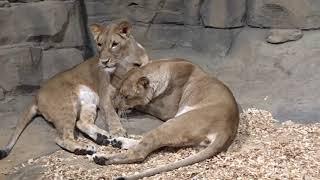 Löwen im Zoo Berlin begeistern im Raubtierhaus „Reich der Jäger“