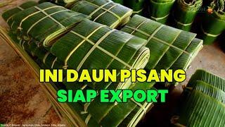 Agrotek | Daun Pisang Siap Export Dan Ini Tips Cara Export Daun Pisang