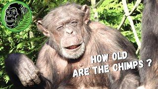 How Old Are The Chester Zoo Chimps 2022