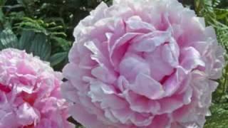 Morriston Orpheus Choir - The Rose